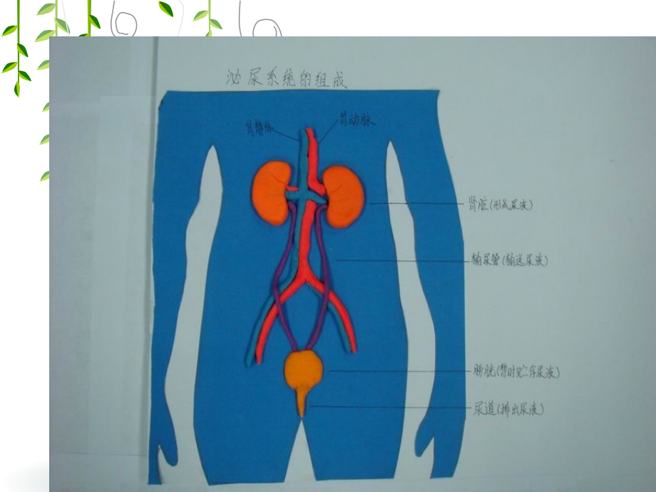 泌尿1：肾癌--张利欢课件.ppt_第2页