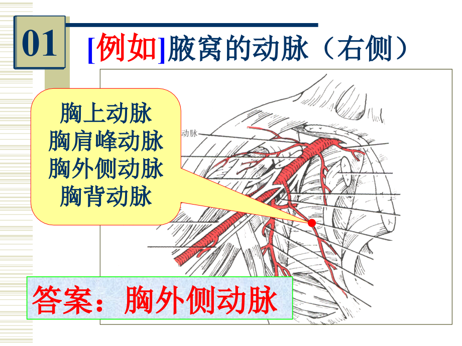 温医《系统解剖学》96学识实验考.ppt_第1页