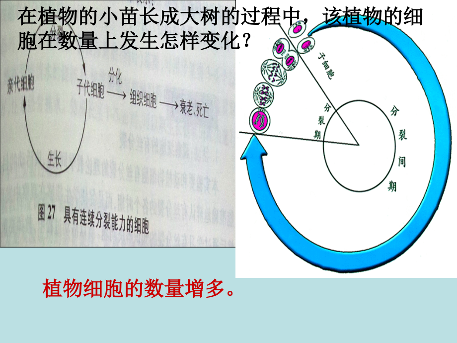 第二节细胞增殖课件.ppt_第2页