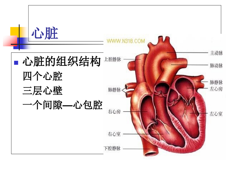 循环系统-概述课件.ppt_第2页