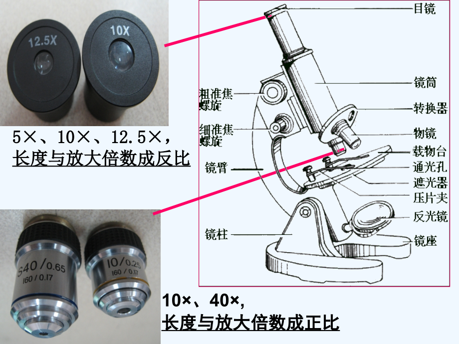 一轮复习显微镜.ppt_第2页