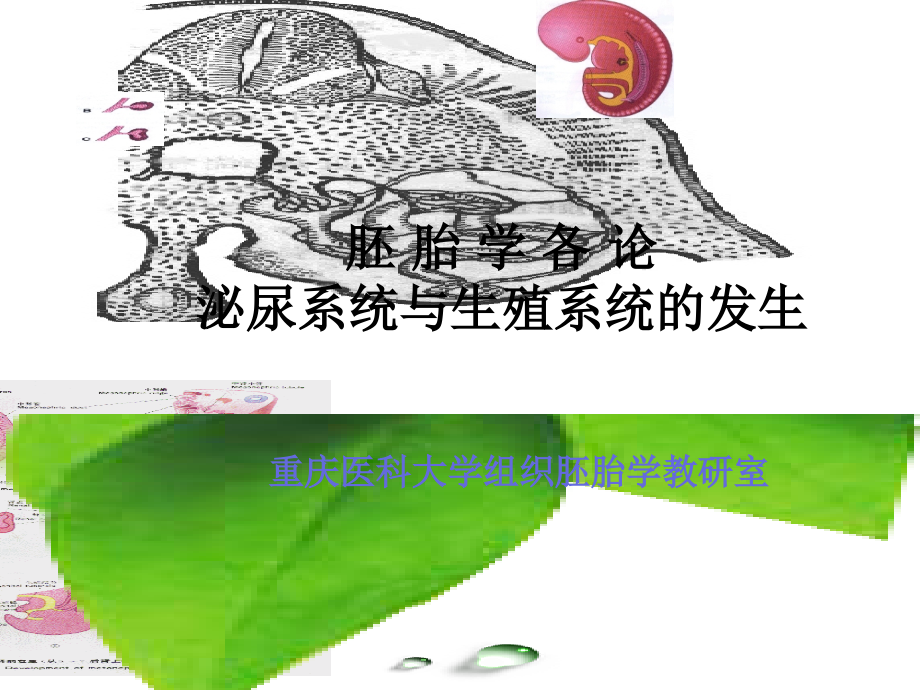 泌尿与生殖系统发生课件.ppt_第1页