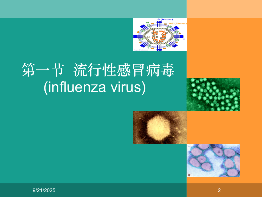 医学微生物-第26章课件.ppt_第2页