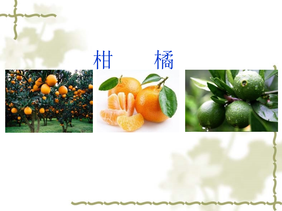 柑橘种植与病虫害防治.pptx_第1页