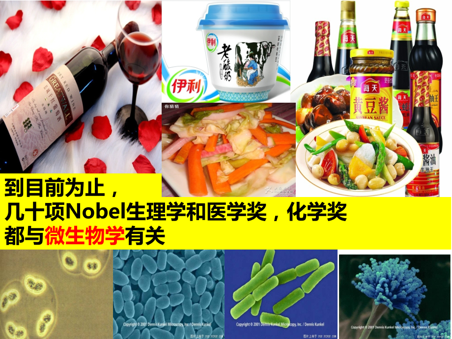 微生物的培养与利用---上课.ppt_第1页
