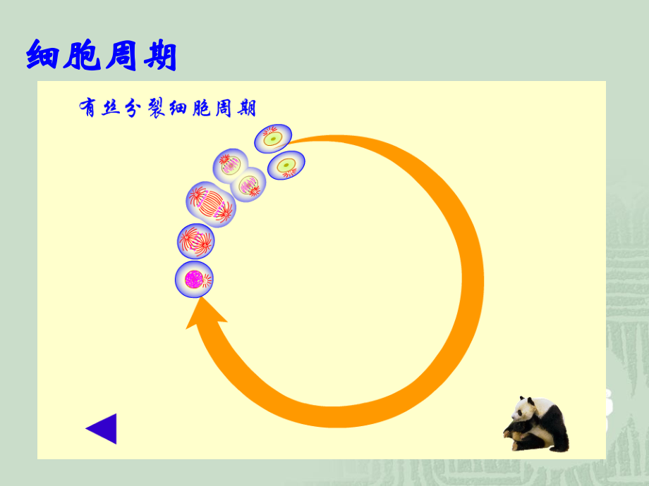 【生物】4.1-细胞的增殖-课件2(浙科版必修1).ppt_第2页