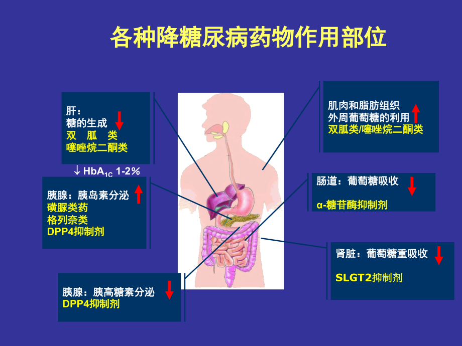 中山一院糖尿病治疗.ppt_第2页