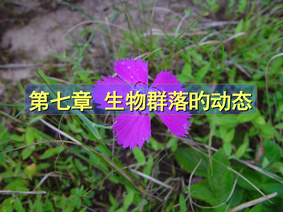 生物群落的动态公开课一等奖市赛课一等奖课件.pptx_第1页