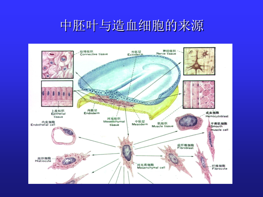 儿童造血和血象特点课件.ppt_第2页