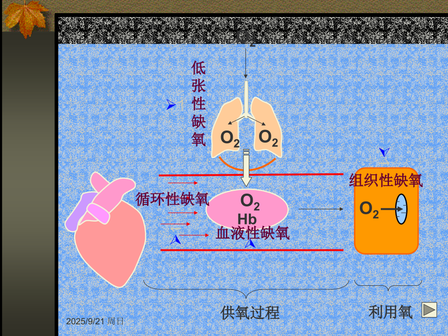 第5章：缺氧课件.ppt_第1页
