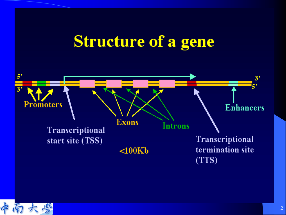 八年制基因表达与调控3.ppt_第2页