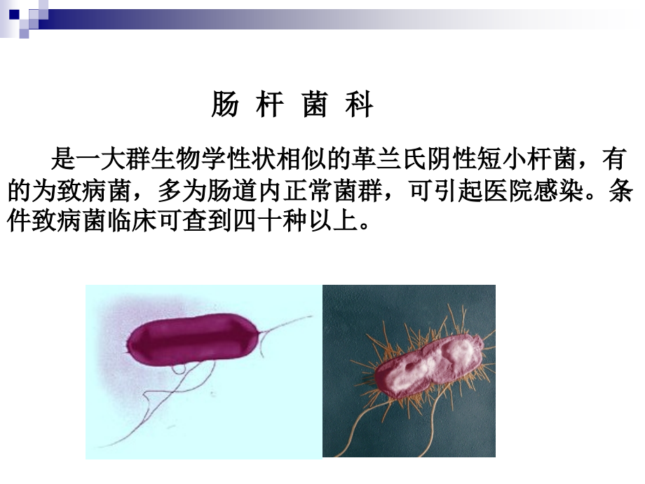 第15章-肠道杆菌课件.ppt_第2页