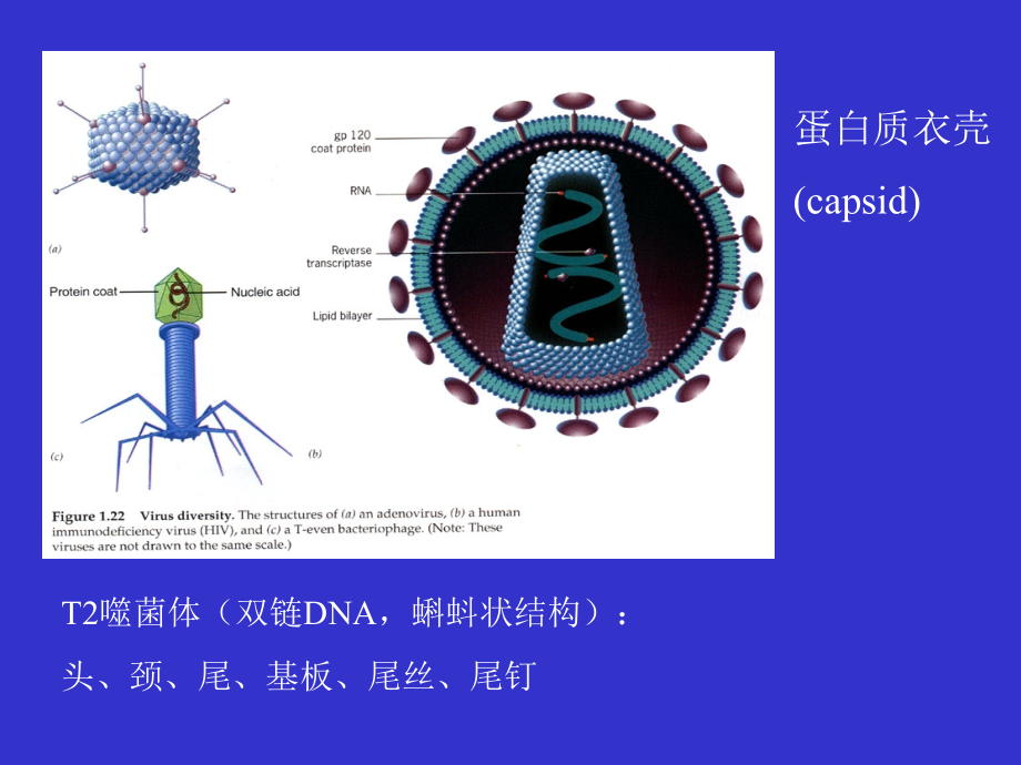 中国农业大学生物学院生物化学-第08章第03节-2.ppt_第2页