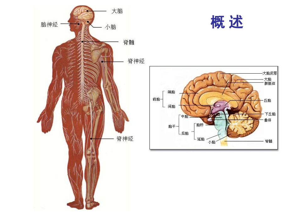 中枢神经系统解剖概述-课件.ppt_第2页