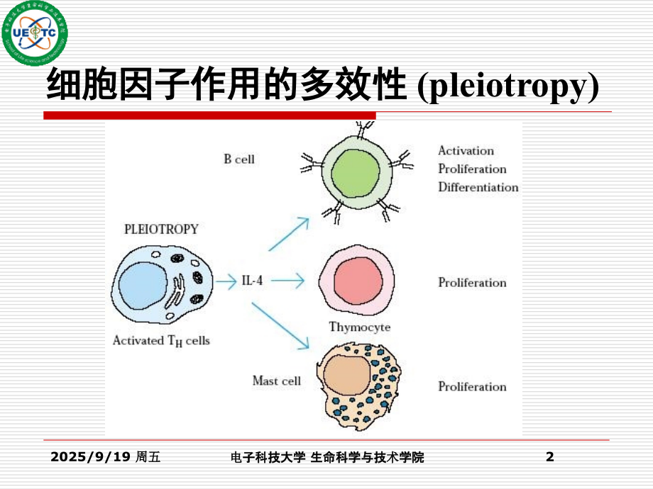 免疫学课件07细胞因子.ppt_第2页