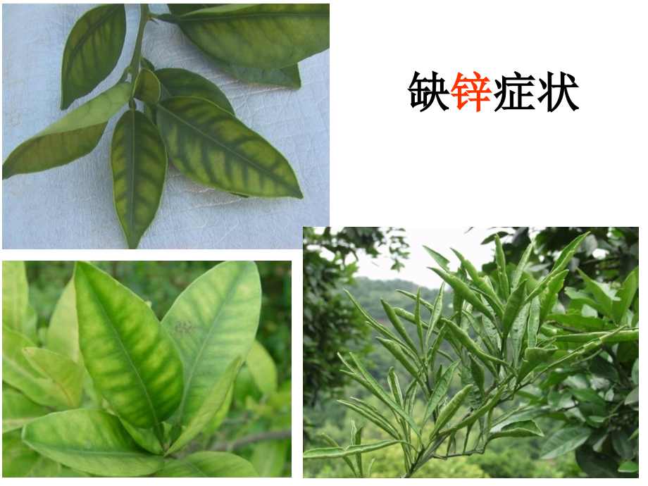 柑橘病虫害防治技术全面讲诉.pptx_第2页