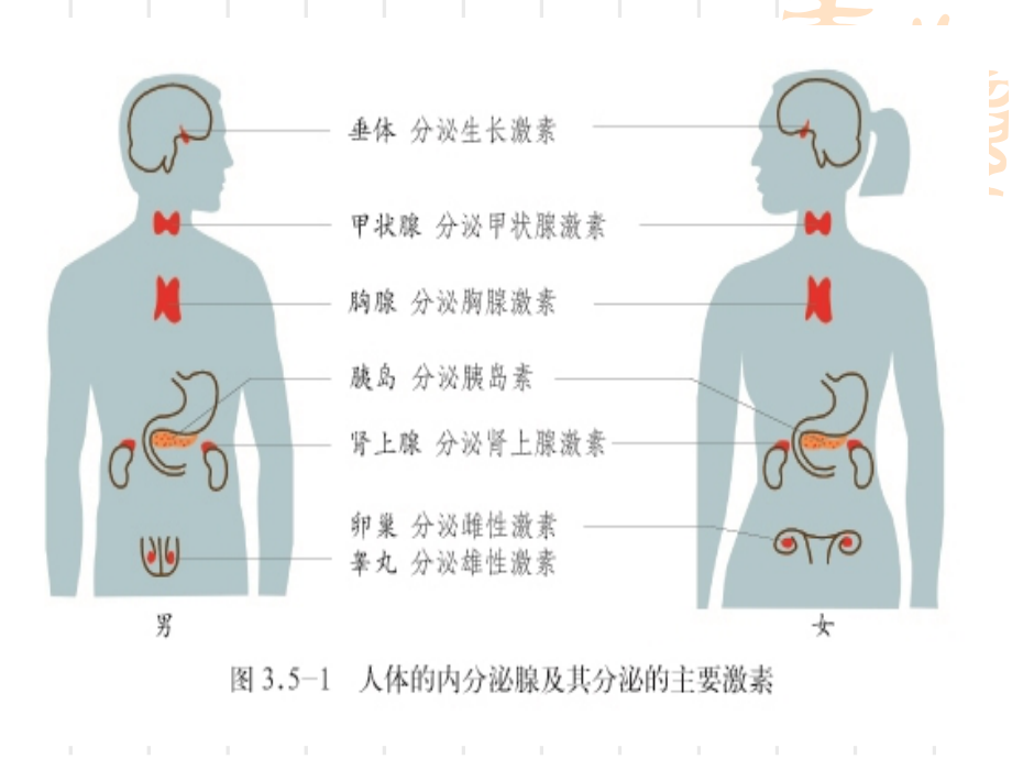 七年级下：生物圈中的人-----生命调节.ppt_第1页