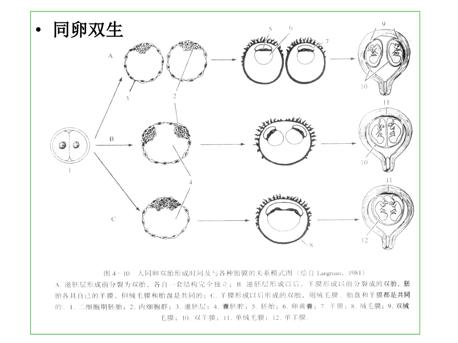 【高中生物】胚胎分割和胚胎干细胞课件.ppt_第1页