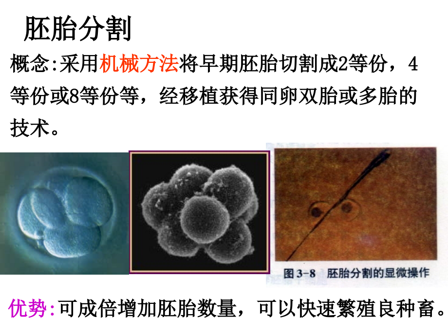 【高中生物】胚胎分割和胚胎干细胞课件.ppt_第2页