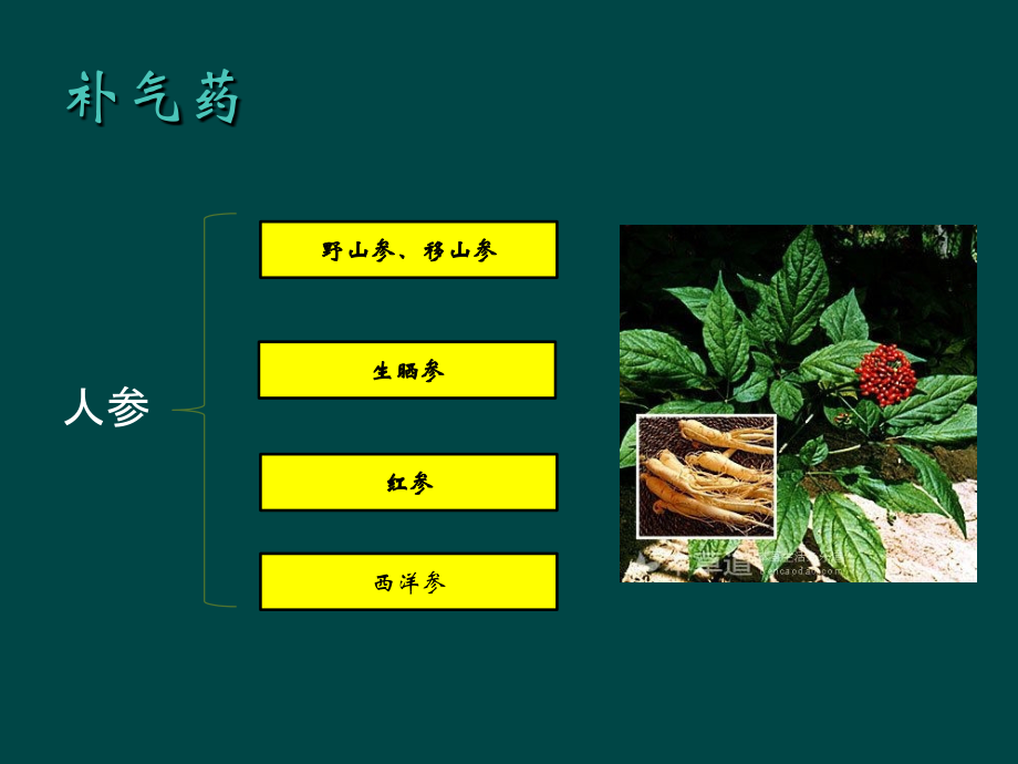 养生中药应用.ppt_第2页