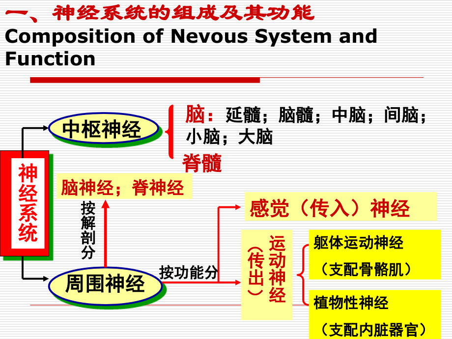 第3章神经系统.ppt_第1页