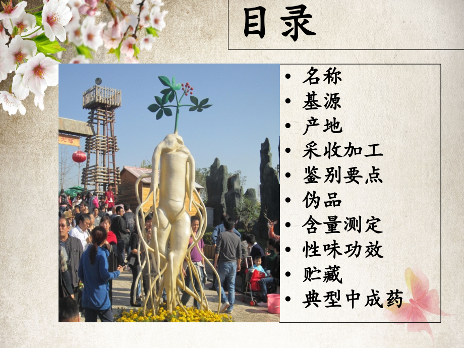中药加工学-人参.ppt_第1页