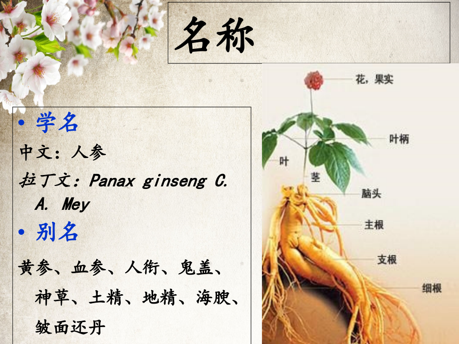 中药加工学-人参.ppt_第2页