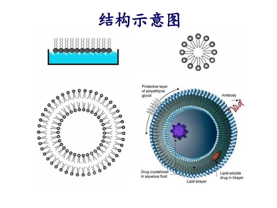 力扑素介绍-1114.ppt_第2页