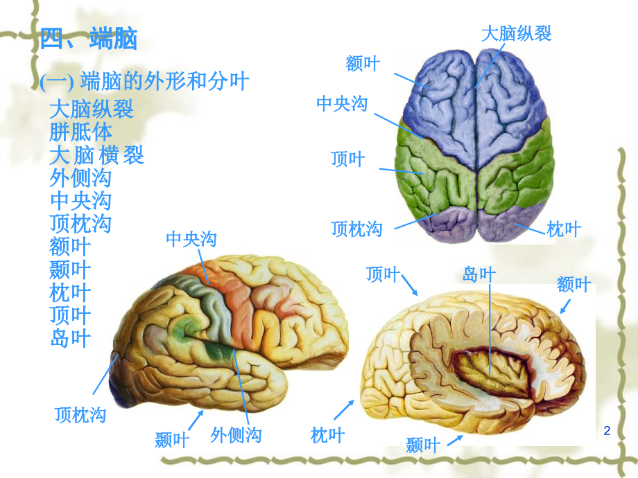 中枢神经系统--端脑课件.ppt_第2页