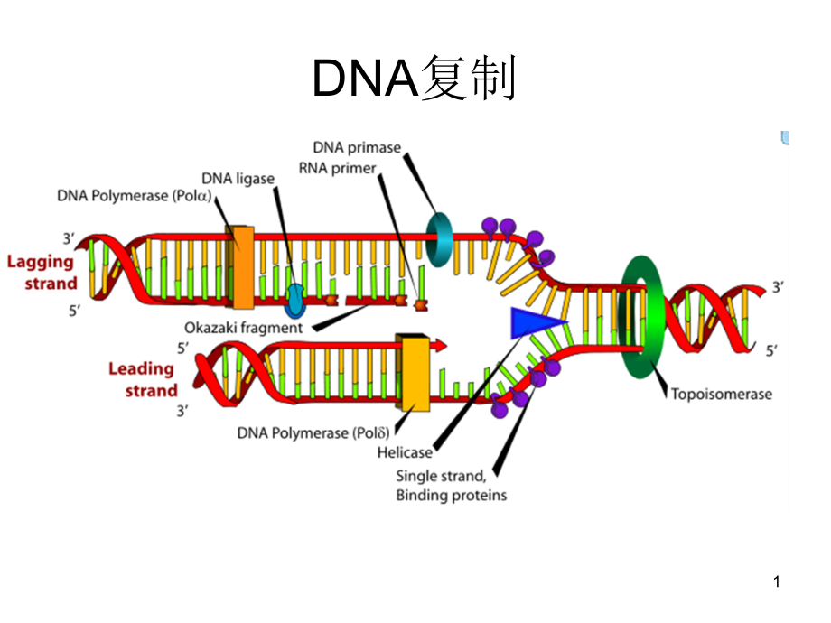 普通生物学公开课一等奖市赛课获奖课件.pptx_第1页