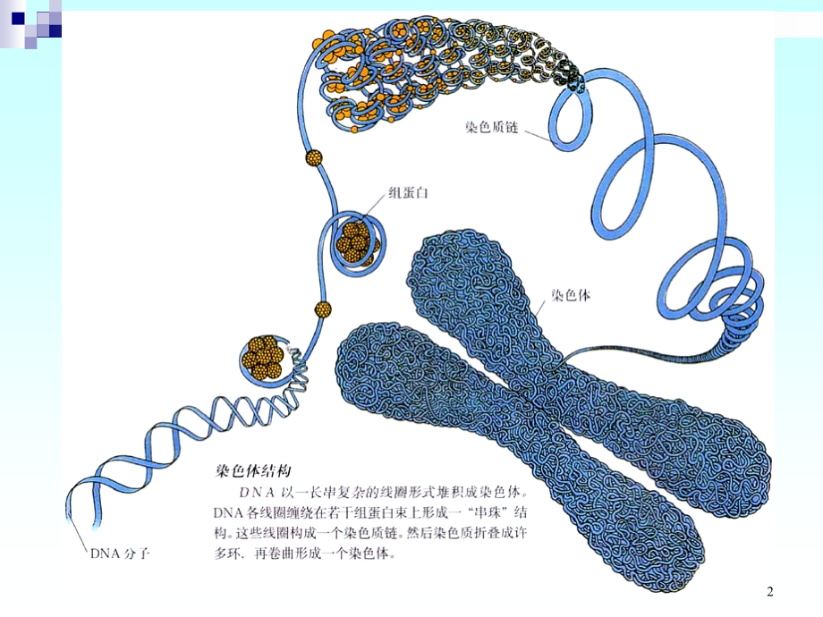 九、染色体工程课件.ppt_第2页