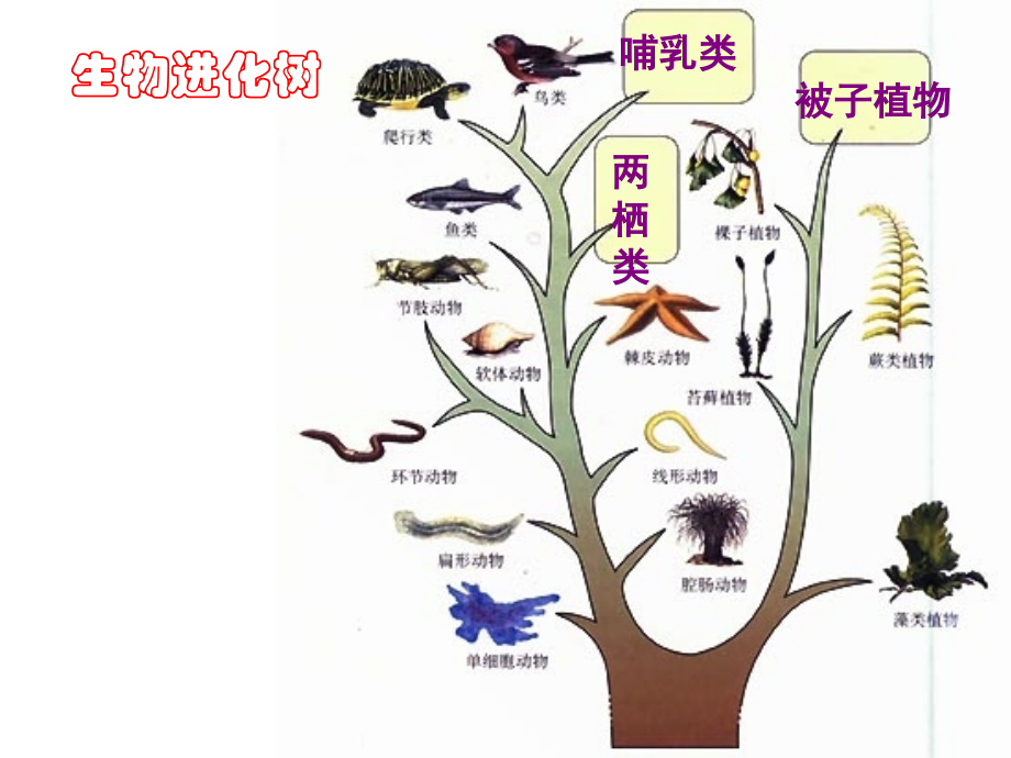 八年级生物生物的进化历程课件.ppt_第1页
