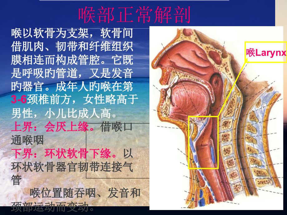 喉咽部影像学解剖.pptx_第2页