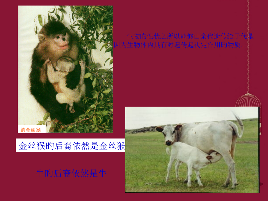 高中生物DNA是主要的遗传物质新人教版必修公开课一等奖市赛课获奖课件.pptx_第2页