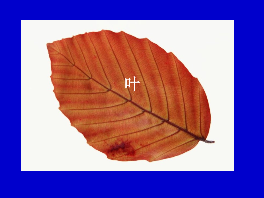 叶与叶的形态术语.pptx_第1页