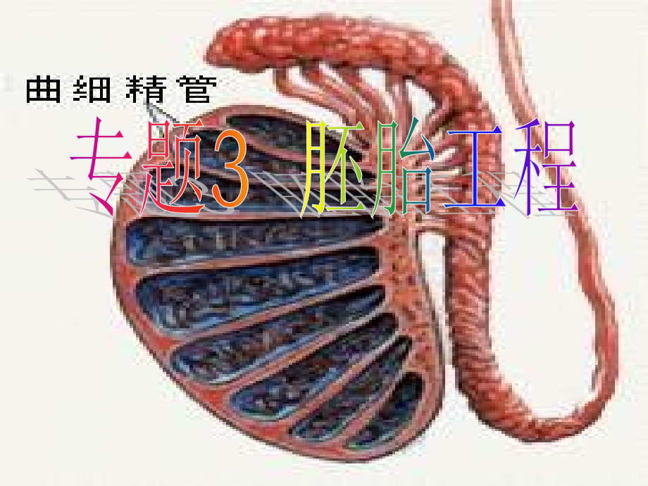 高中生物专题3胚胎工程新人教版选修公开课一等奖市赛课一等奖课件.pptx_第1页