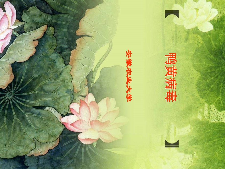 鸭黄病毒病课件.pptx_第1页