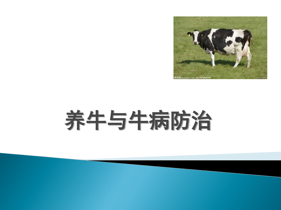养牛与牛病防治牛常见病的防治.pptx_第1页