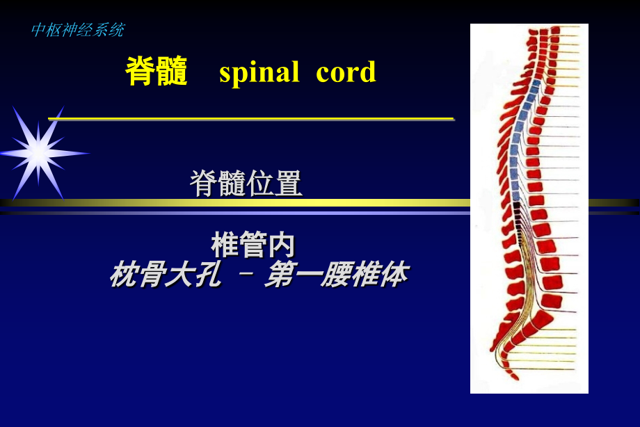 脊柱疾病的影像学诊断.pptx_第2页