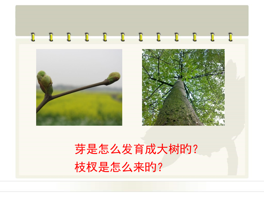 河北少儿版版八上生物种子的萌发和芽的发育芽的发育授课6张PPT公开课一等奖市赛课一等奖课件.pptx_第2页