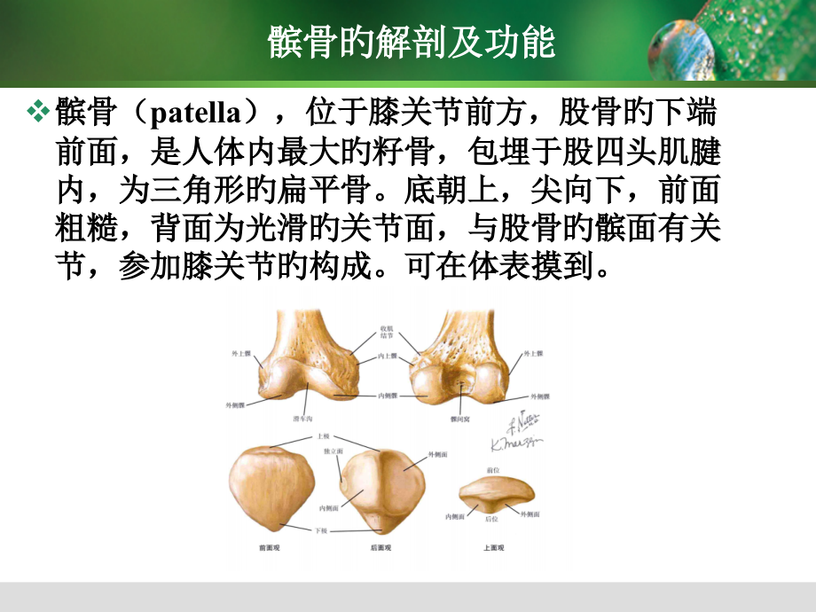 急性髌骨脱位.pptx_第2页