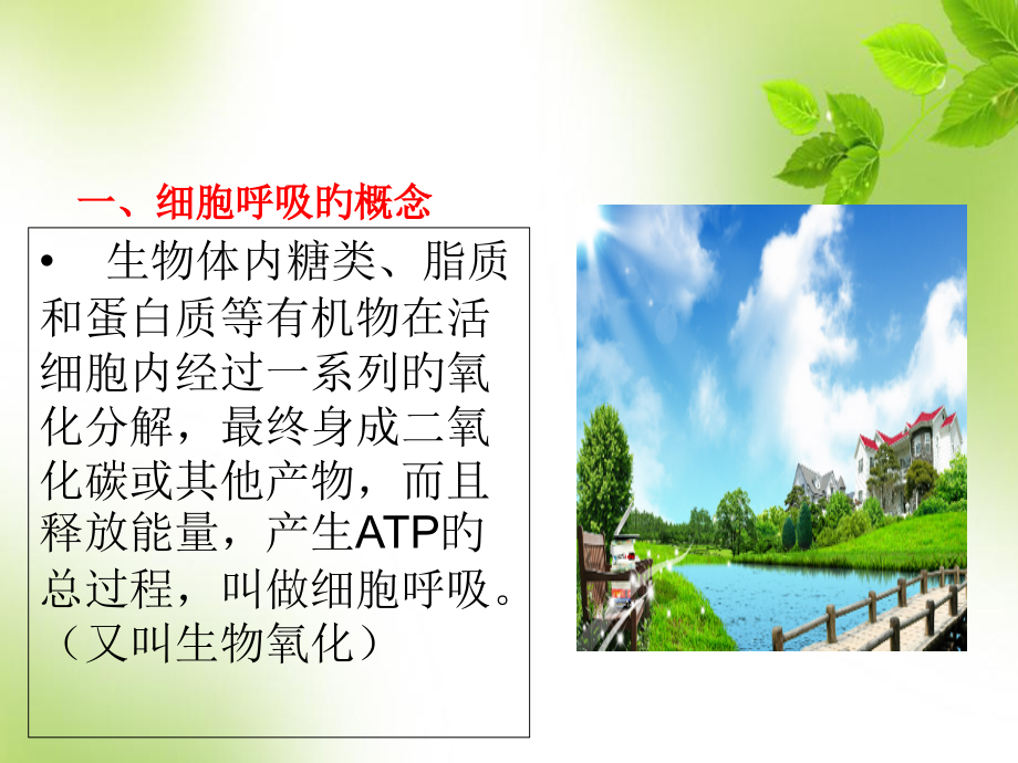 呼吸作用专题知识讲座.pptx_第2页