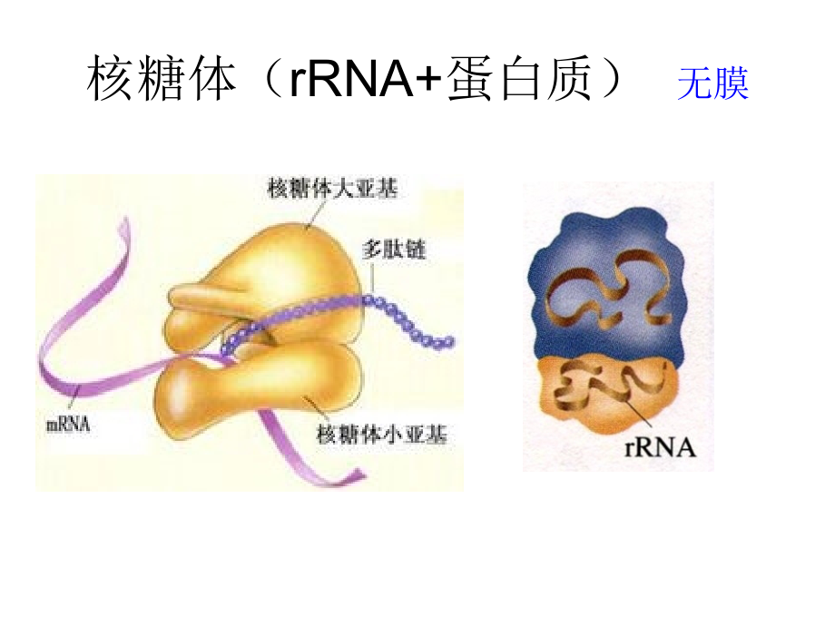 细胞器的分工合作2017.ppt_第1页