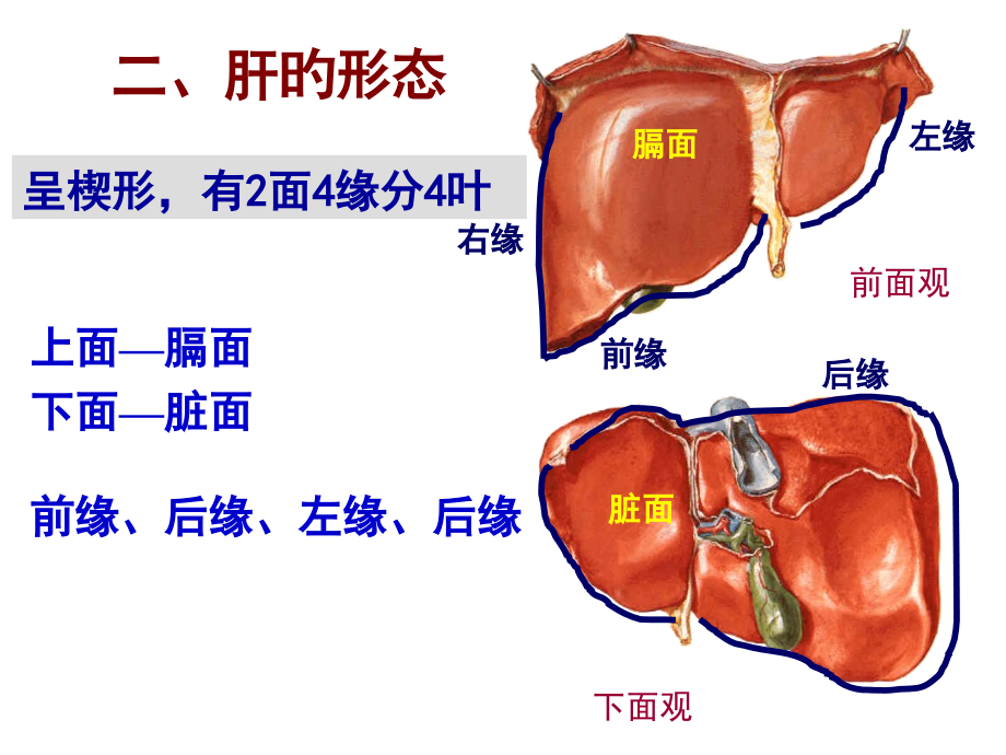 肝胆系统解剖.pptx_第2页