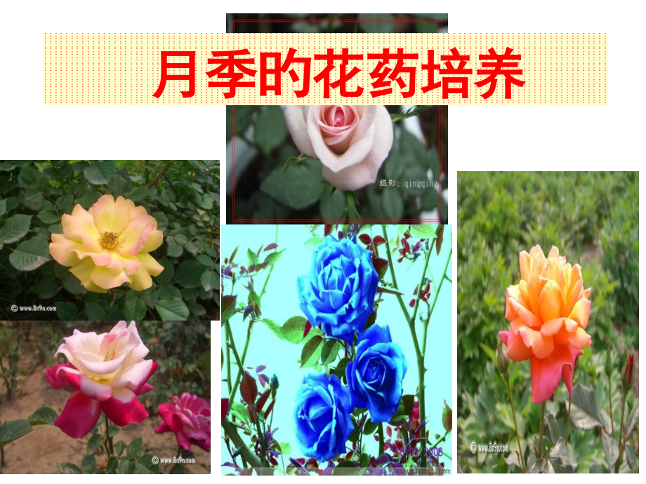 月季的花药培养.pptx_第1页