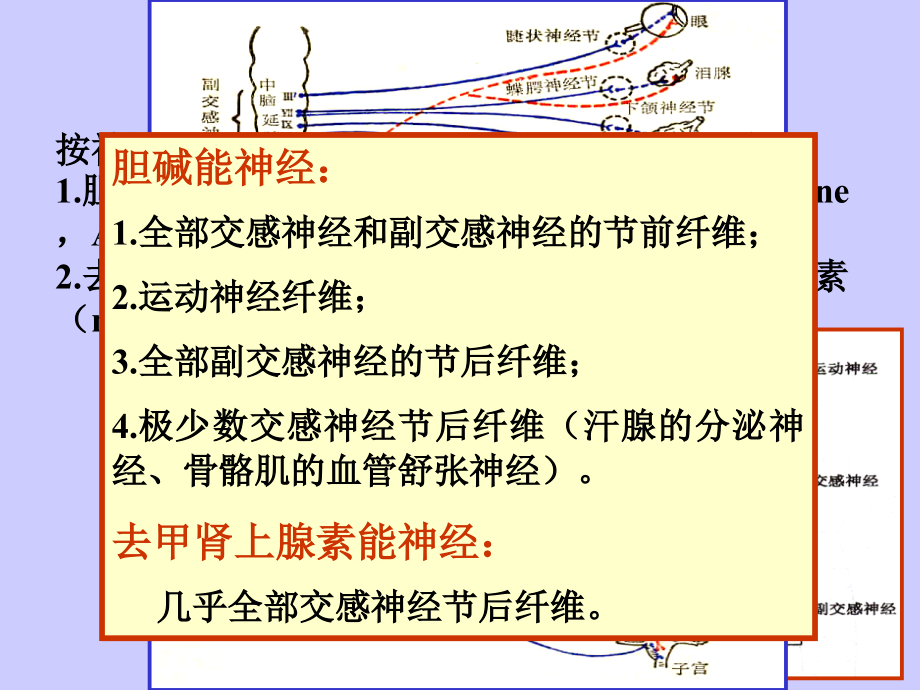 第5章+传出神经系统药理概论.ppt_第1页