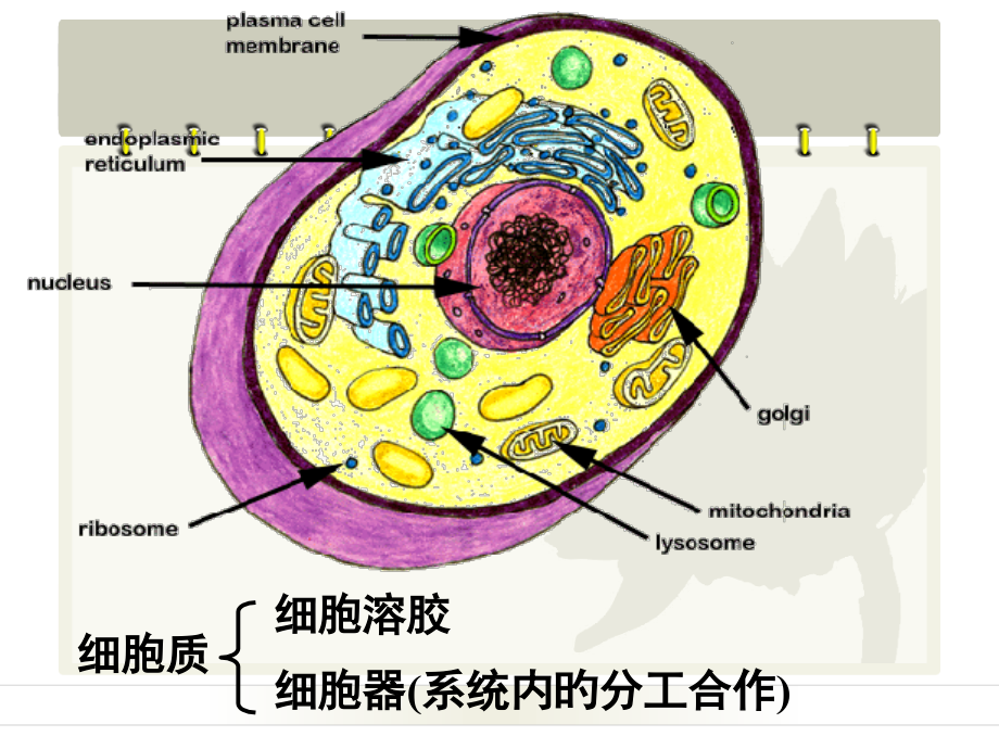 细胞质浙教版公开课一等奖市赛课获奖课件.pptx_第2页