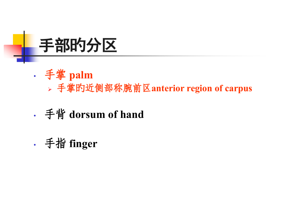 手部局部解剖.pptx_第2页