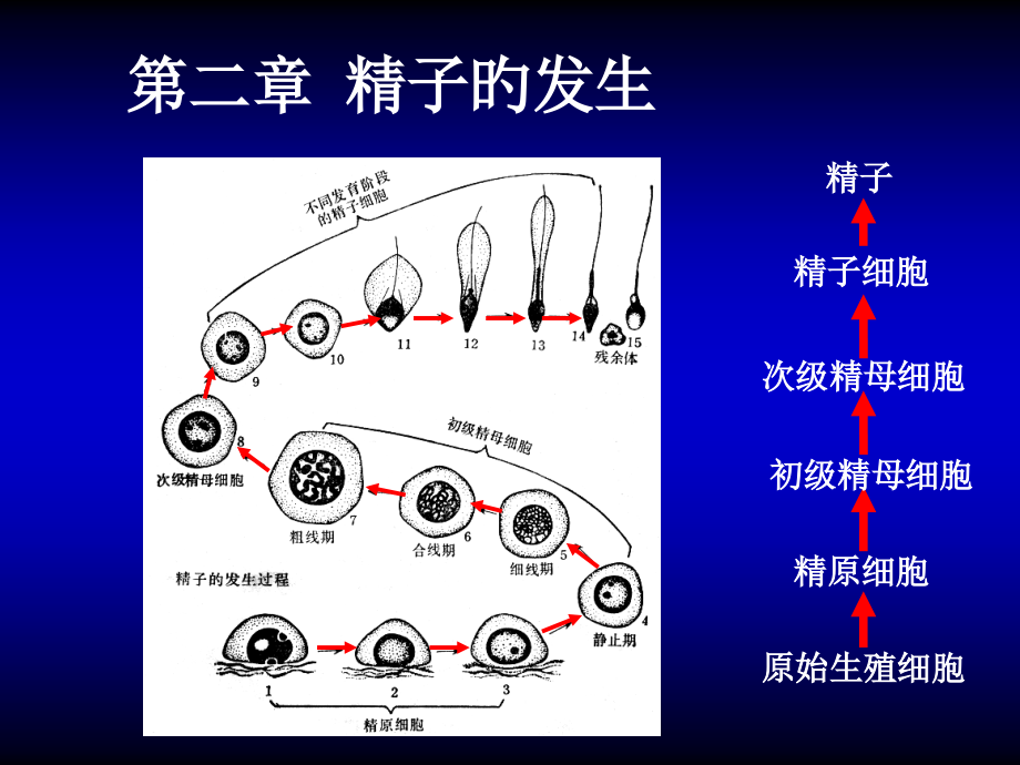 发育生物学精子发生公开课一等奖市赛课获奖课件.pptx_第1页