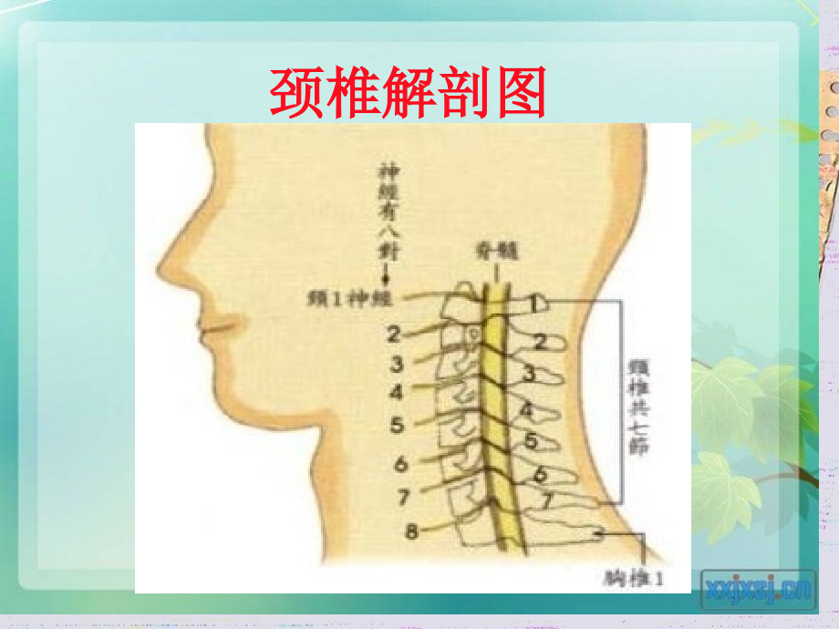 颈椎病护理专题知识讲座.pptx_第2页